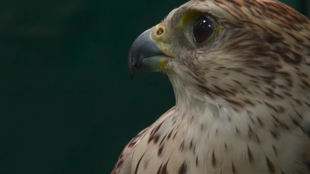 Close Portrait Falcon — Stock Video