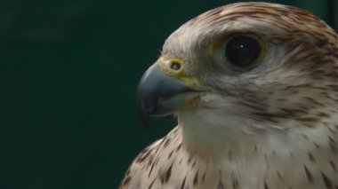 Falcon 'un portresini kapat