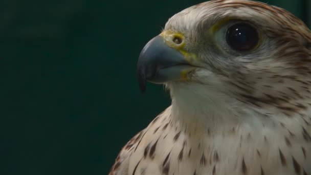 Close Portrait Falcon — Stock Video