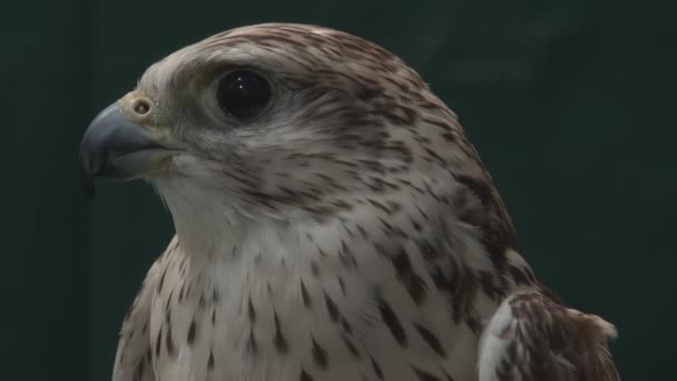 Close Portrait Falcon — Stock Video