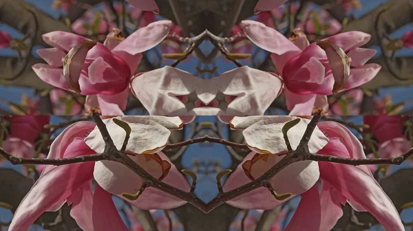 Kaleidoscope Pattern Natural Spring Flower — Stock Photo, Image