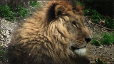 Bir ağaç gövdesi üzerinde yetişkin bir aslan dinlenme ile yavaş hareket