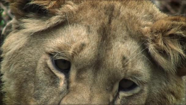 Slow motion with a adult lion on a tree trunk resting — Stock Video