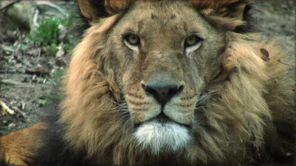 Slow motion with a adult lion on a tree trunk resting — Stock Video