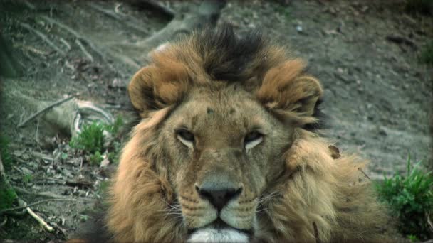 Slow motion with a adult lion on a tree trunk resting — Stock Video