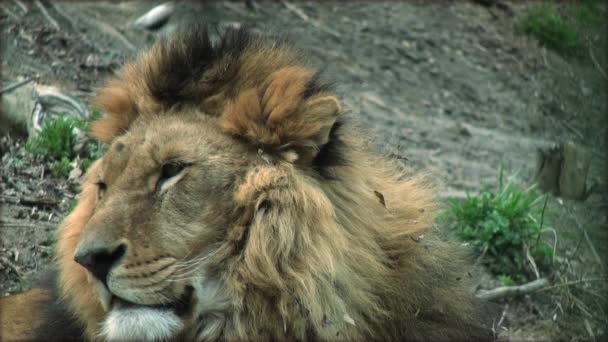 Lassú mozgás a felnőtt oroszlán egy fa törzs pihenő