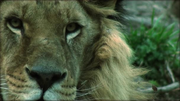Movimiento lento con un león adulto en un tronco de árbol descansando — Vídeos de Stock