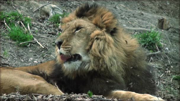 Slow Motion met een volwassen leeuw op een boomstam rusten — Stockvideo