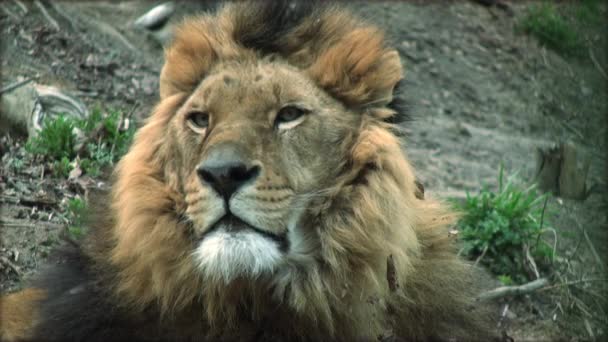 Mouvement lent avec un lion adulte sur un tronc d'arbre reposant — Video