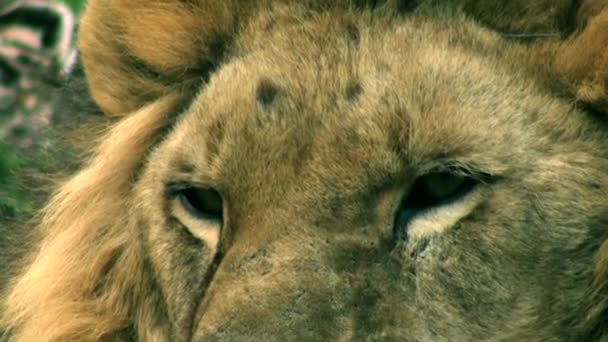 Lion on a tree trunk resting, head of lion — Stock Video