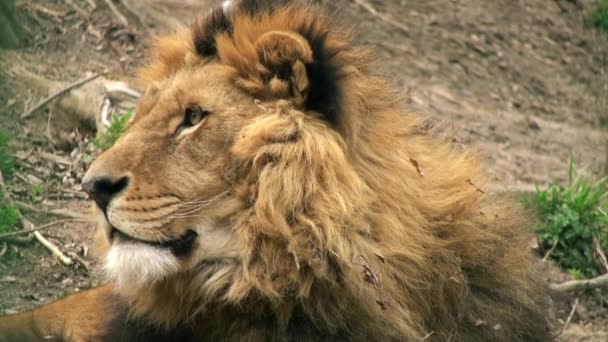 Leeuw op een tree trunk rusten, hoofd van Leeuw — Stockvideo