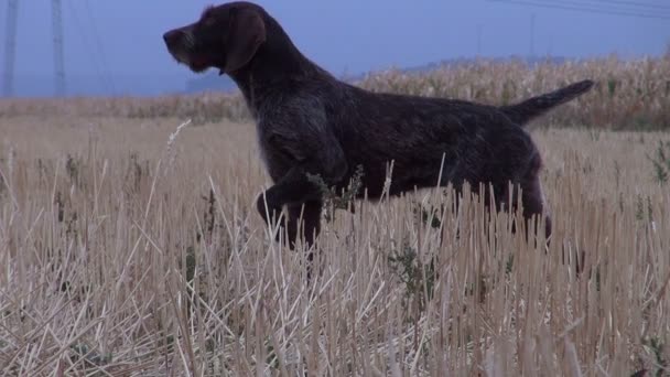 A German Shorthaired Pointer retriever fetches a quail for hunters. — Stock Video