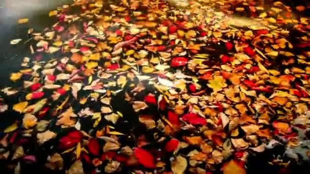 Feuilles sèches flottent sur des vagues colorées d'eau, effets de couleur — Video