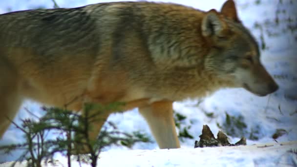 Vlci hrál a pohyb přes zimu zalesněné oblasti