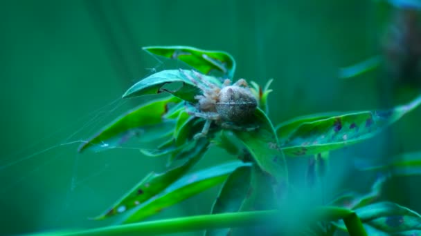 Spider and a red leaf — Stock Footage Spider and a red leaf Royalty Free Stock Footage