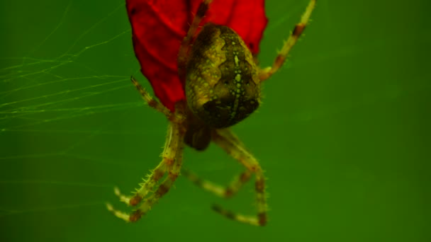 Spider and a red leaf — Stock Footage Spider and a red leaf Video Clip