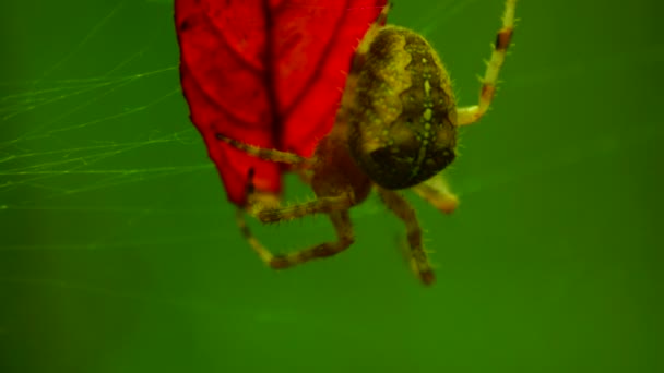 Spider and a red leaf — Stock Footage Spider and a red leaf Stock Video