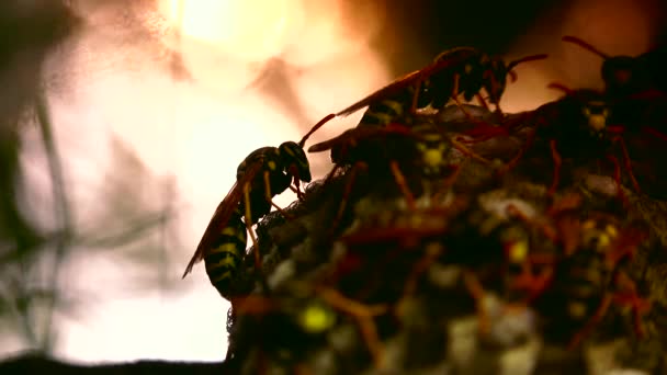 ULTRA HD 4K, real time shot, close up of The European hornet (Vespa crabro) is the largest eusocial wasp in Europe and the largest vespine in North America.