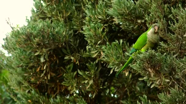 Monk Parakeet (Myiopsitta monachus) taken in Barcelona, in Park Guell, Spain, ultra hd 4k, real time