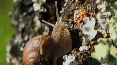 Bahar bahçesi ışığı ile ilkbaharda salyangoz