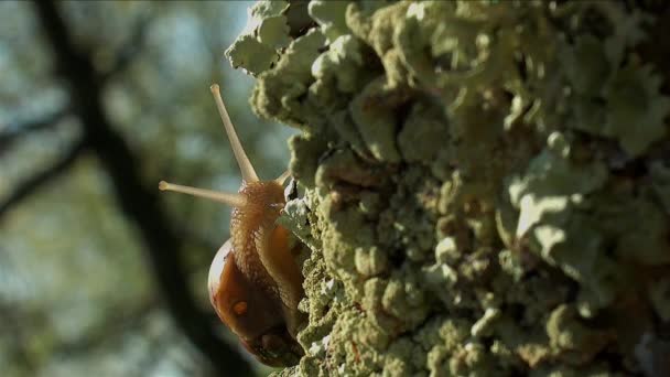 Snails in spring with light of spring garden — Stock Video