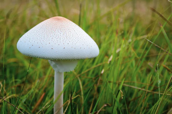 Tropical wild white and brown mushroom or toadstool fungus growing in the grass field naturally