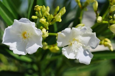 Bahçedeki güzel beyaz çiçekler