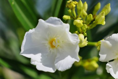 Bahçedeki güzel beyaz çiçekler