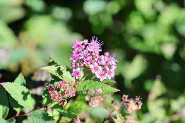 Güzel botanik fotoğrafı, doğal duvar kağıdı.