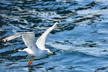 Martı denizin üzerinde uçuyor.
