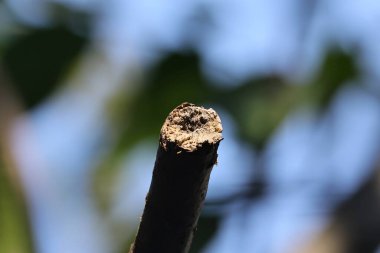 Bir ağaç dalını kapat