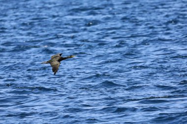 Mavi gökyüzünde uçan martı