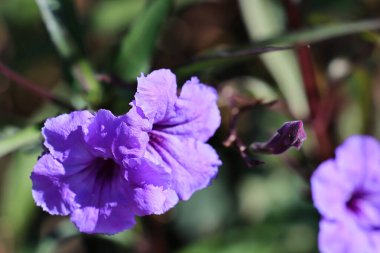 26-10-2025 İstanbul Türkiye: Kazlicesme ilçesinde ağaçlarla çevrili tarihi tuğla sanayi binası
