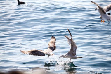 Martı denizde uçuyor.
