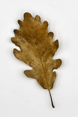 Beyaz arkaplanda sonbahar yaprağı