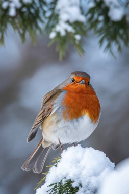 Karda kırmızı robin