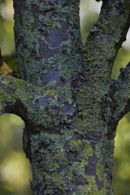 Ormanda, güneş ışığında yeşil bir ağacın yakın çekimi.