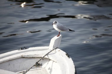 Barselona 'daki rıhtımda martı