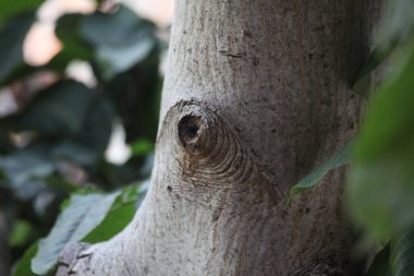 Ağacın yeşil yaprakları
