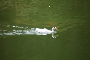 Suda yüzen beyaz martı