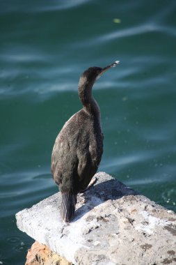 Karabatak kuş denizin yanındaki taşın üzerinde duruyor.