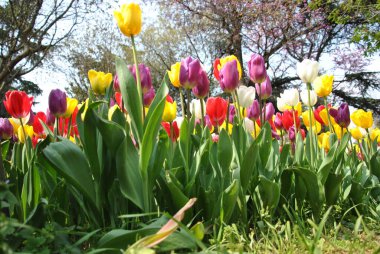 Bahçede bahar çiçekleri