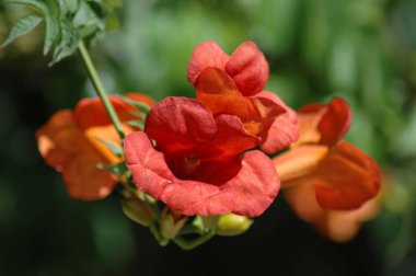 Bahçedeki güzel kırmızı çiçek