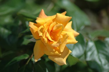 Bahçedeki güzel sarı gül