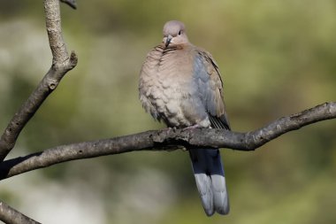 Avrasyalı yakalı güvercin, gün ışığında ağaç dalına tünemişti.