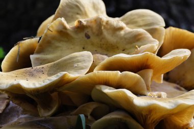 Yaban mantarı şapkasını ve doğal dokuya sahip solungaçlarını kapat.