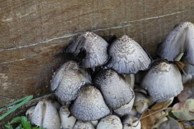 Yaban mantar kümesi ve orman zemininde büyüyen ıslak başlıklar.