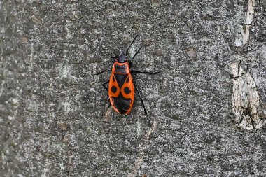 Makro boyutta ağaç kabuğundaki kundakçı böcek.
