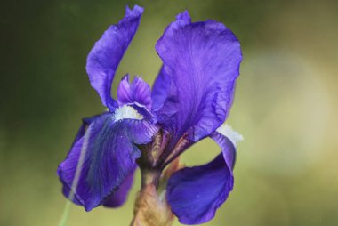 Bahçedeki güzel çiçekler