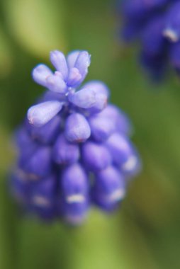 Bahçedeki güzel çiçekler